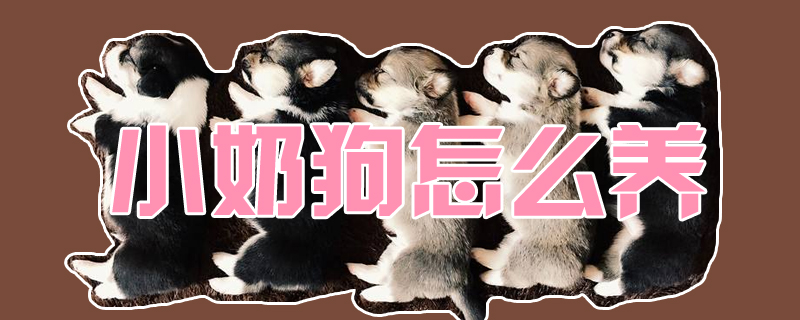 小奶狗怎么養