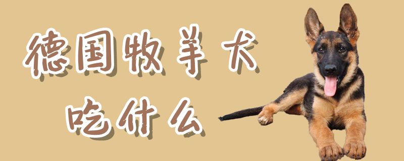 德國牧羊犬吃什么