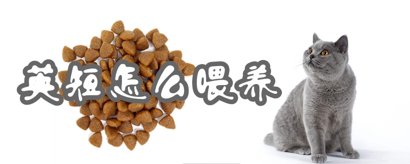 英短怎么喂養