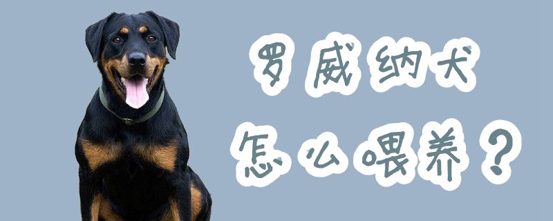 羅威納犬怎么喂養