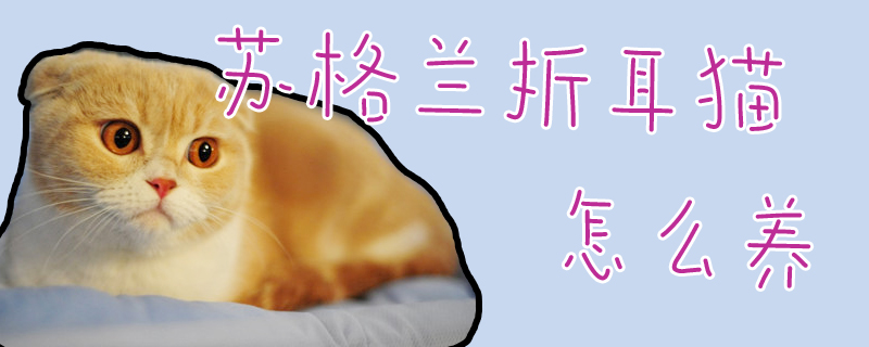 蘇格蘭折耳貓怎么養(yǎng)