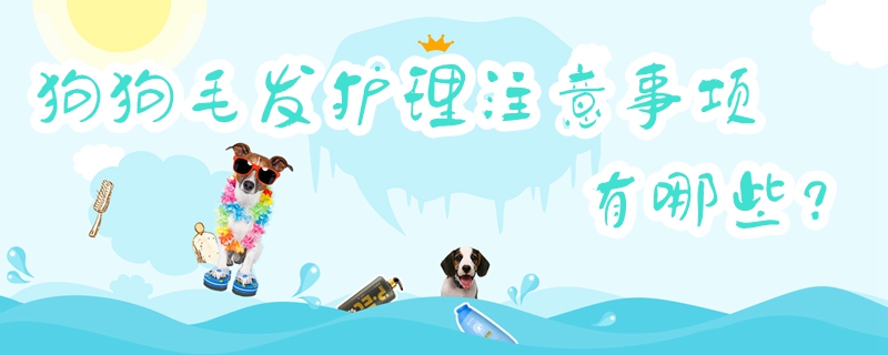 狗狗毛發護理注意事項有哪些