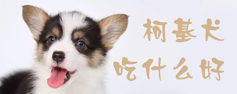 柯基犬吃什么好1