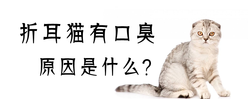 折耳貓有口臭原因是什么