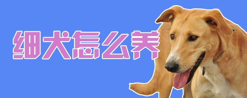 細(xì)犬怎么養(yǎng)