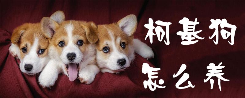 柯基狗怎么養
