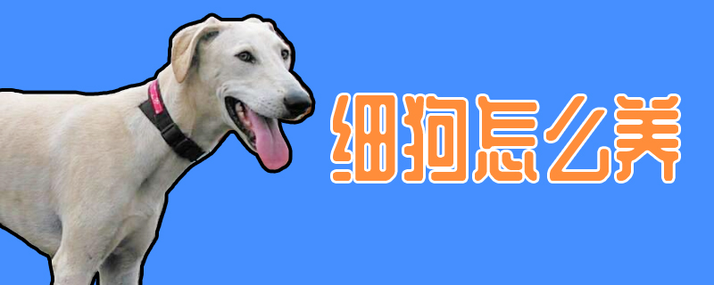 細狗怎么養