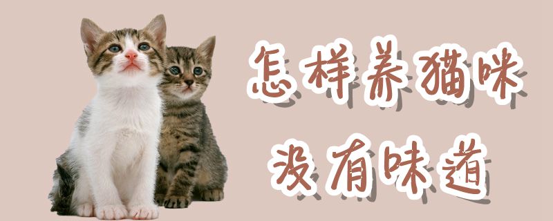 怎樣養(yǎng)貓咪沒(méi)有味道