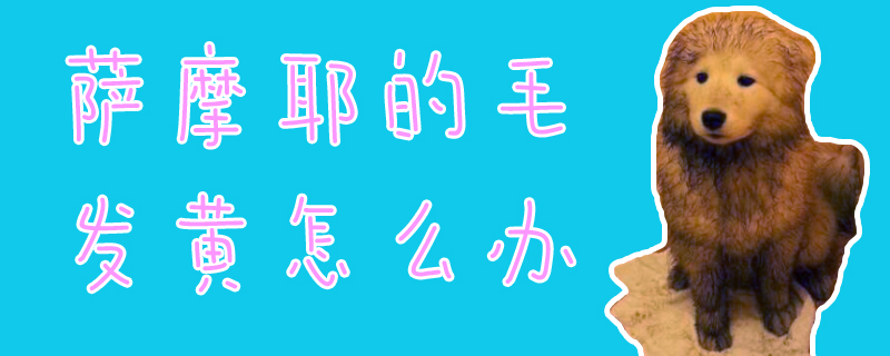 薩摩耶的毛發黃怎么辦