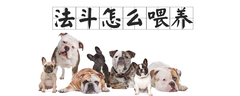 法斗怎么喂養