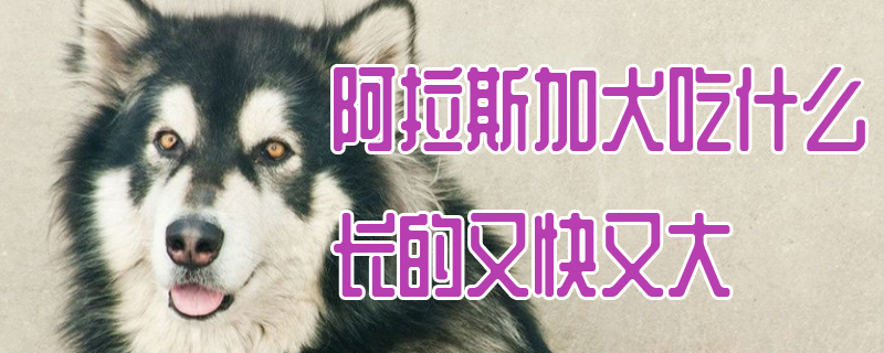 阿拉斯加犬吃什么長(zhǎng)的又快又大