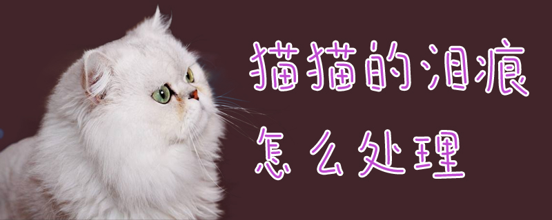 貓貓的淚痕怎么處理