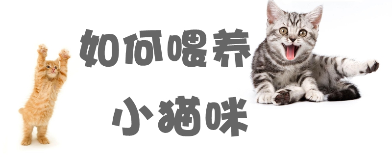 如何喂養(yǎng)小貓咪