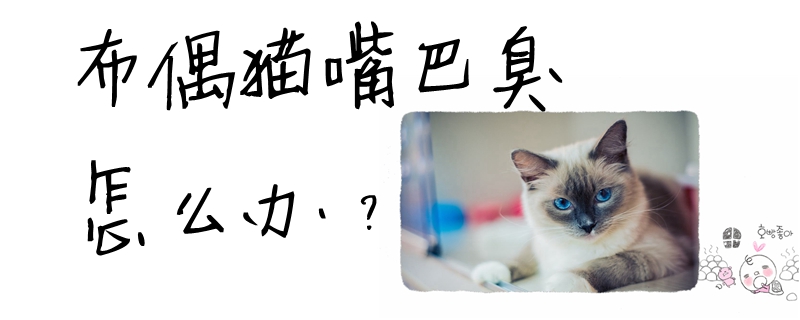布偶貓嘴巴臭怎么辦