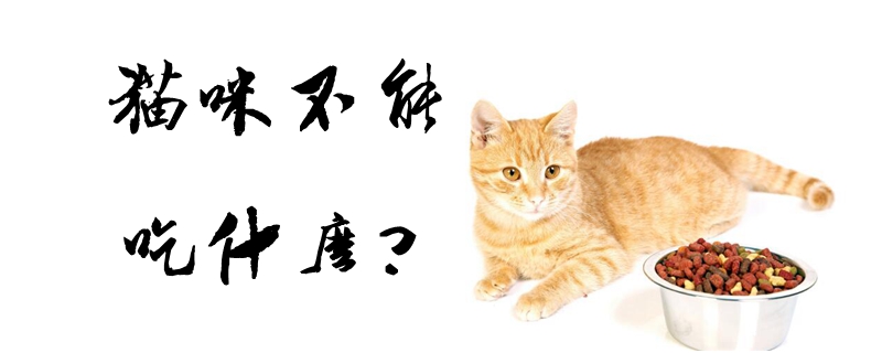 貓咪不能吃什么