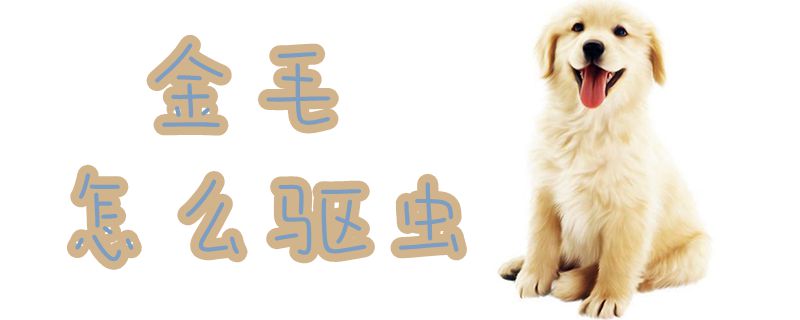 金毛怎么驅(qū)蟲(chóng)