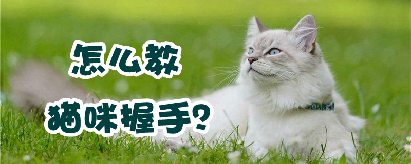 怎么教貓咪握手