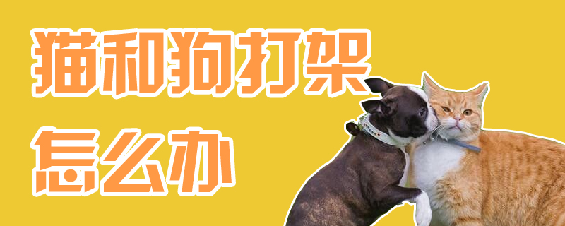 貓和狗打架怎么辦