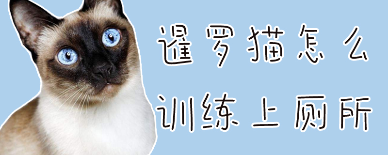 暹羅貓怎么訓(xùn)練上廁所