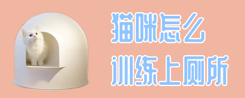 貓咪怎么訓(xùn)練上廁所