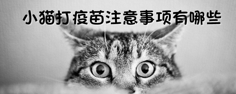 小貓打疫苗注意事項有哪些