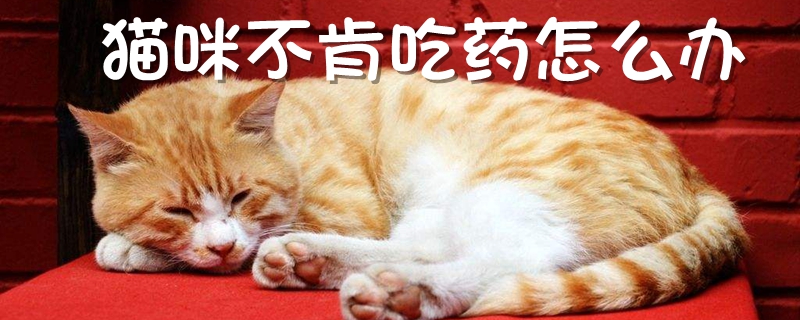 貓咪不肯吃藥怎么辦