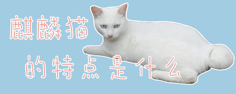 麒麟貓的特點(diǎn)是什么