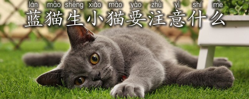 藍(lán)貓生小貓要注意什么