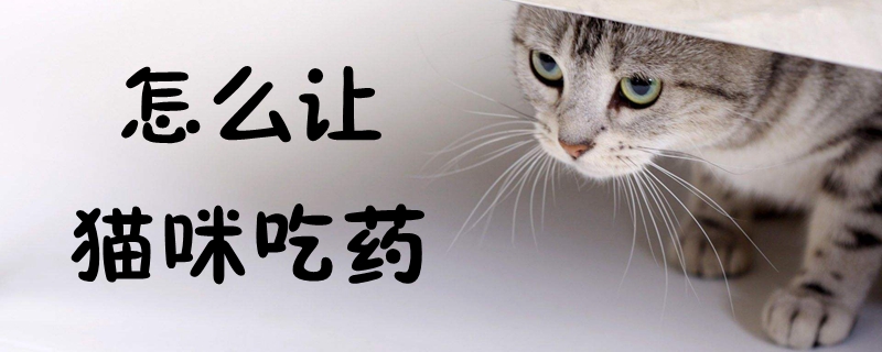 怎么讓貓咪吃藥