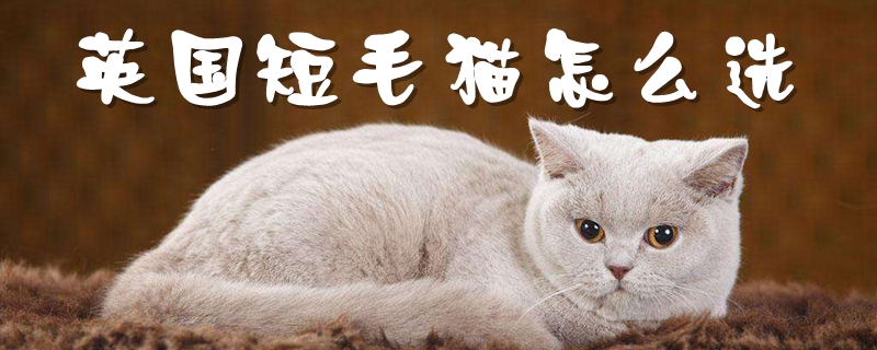 英國短毛貓怎么選