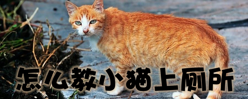 怎么教小貓上廁所