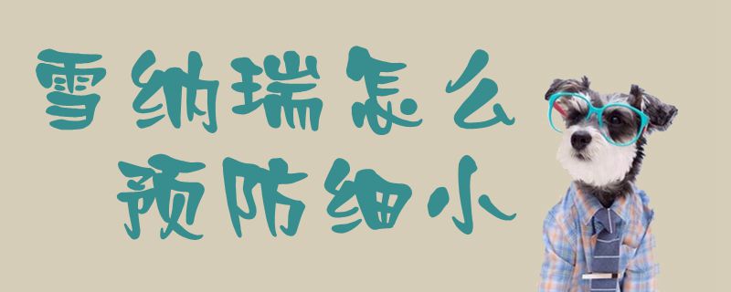 雪納瑞怎么預防細小1