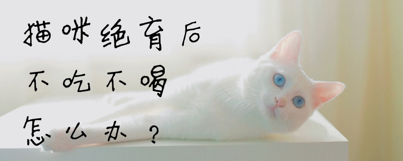 貓咪絕育后不吃不喝怎么辦