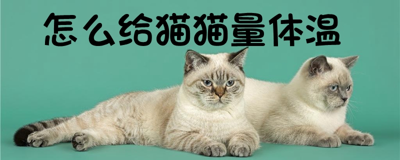 怎么給貓貓量體溫