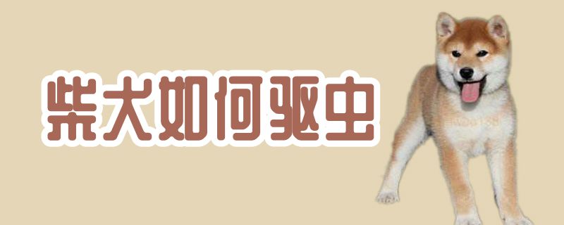 柴犬如何驅(qū)蟲
