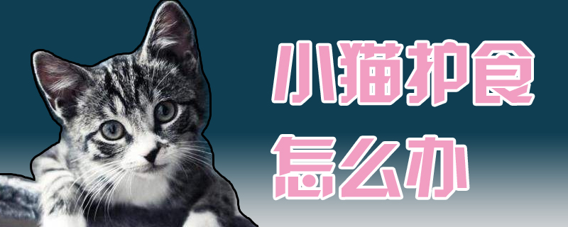 小貓護(hù)食怎么辦
