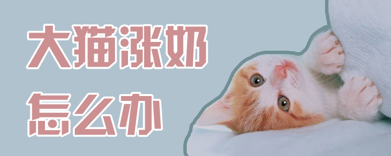 大貓漲奶怎么辦
