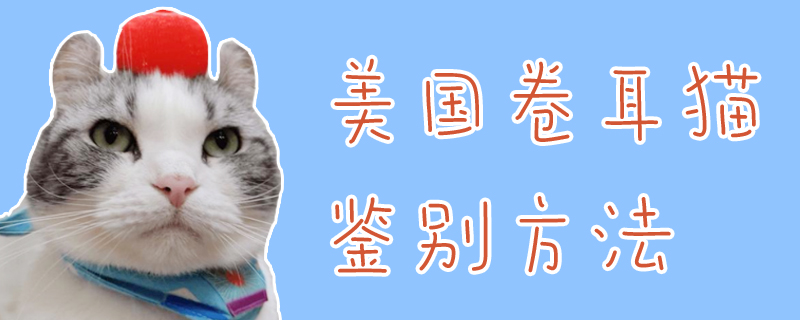 美國卷耳貓鑒別方法有哪些1