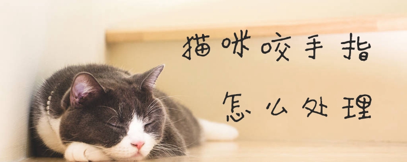 貓咪咬手指怎么處理