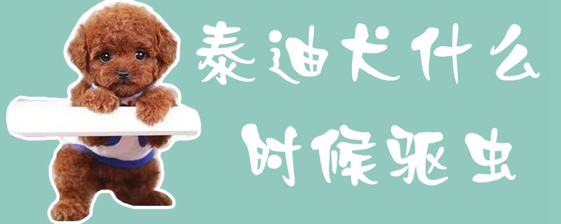 泰迪犬什么時候驅(qū)蟲1