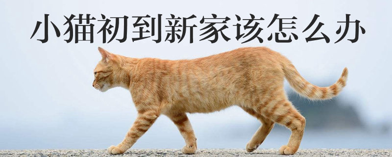 小貓初到新家該怎么辦