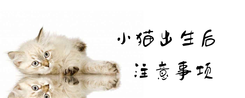 小貓出生后注意事項(xiàng)