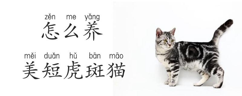 怎么養美短虎斑貓