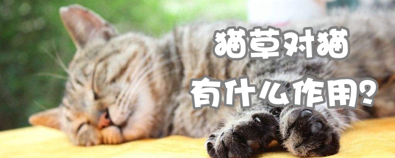 貓草對貓有什么作用