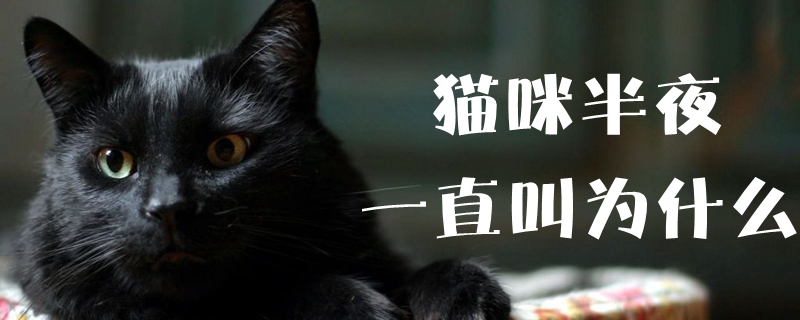 貓咪半夜一直叫為什么