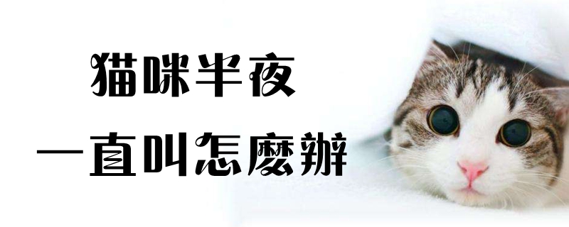 貓咪半夜一直叫怎么辦
