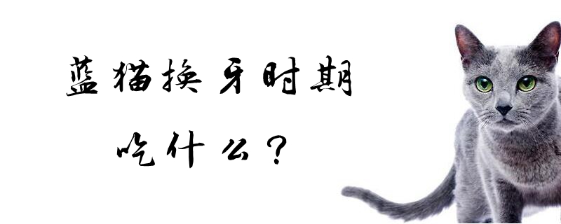 藍貓換牙時期吃什么