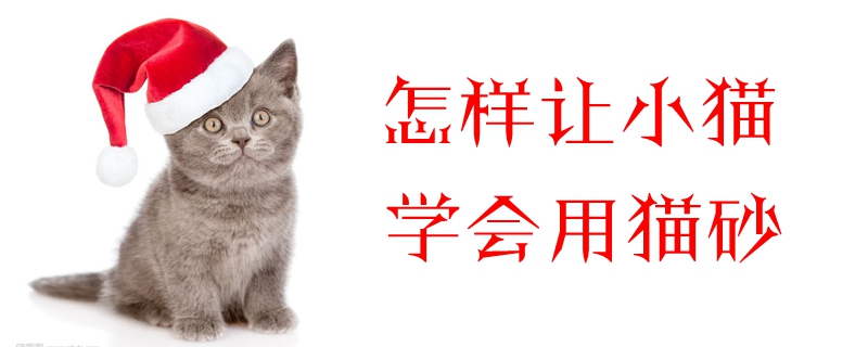 怎樣讓小貓學會用貓砂