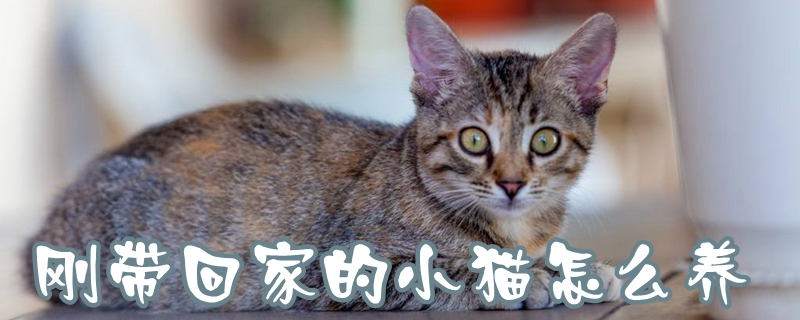 剛帶回家的小貓?jiān)趺答B(yǎng)