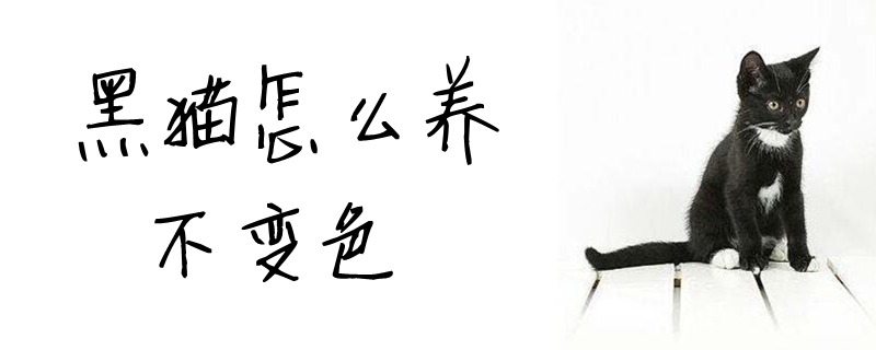 黑貓怎么養(yǎng)不變色